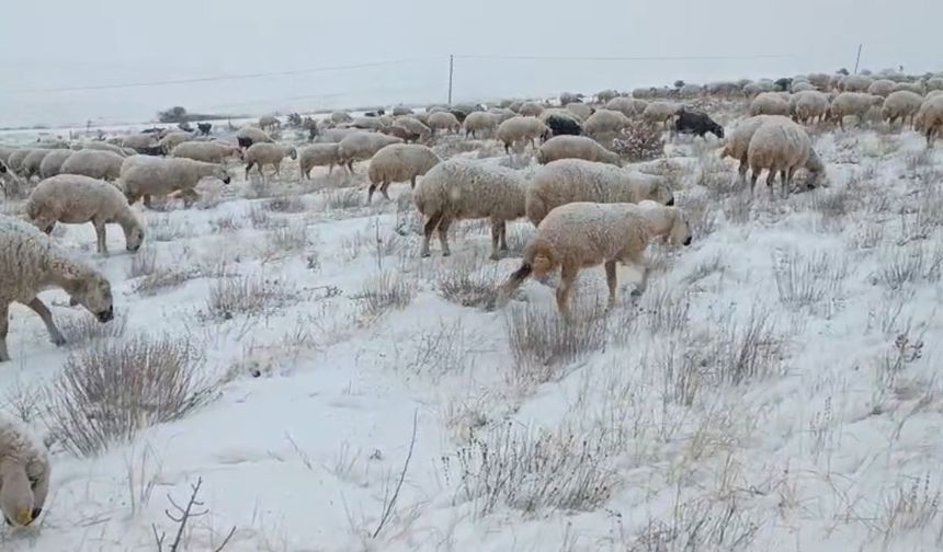 Koyunlar kar altında kaldı, çoban türküleriyle ile mest etti