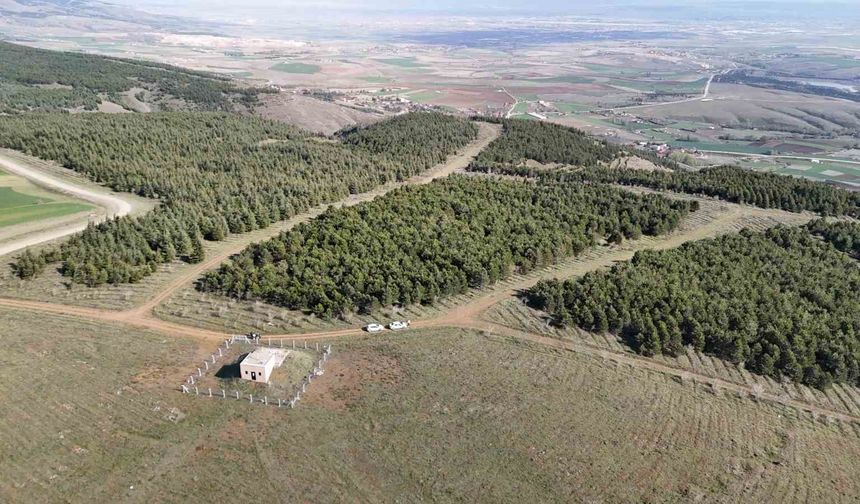 Vahşi cinayet zanlısı önce boğmuş sonra 2 gün art arda yakmış