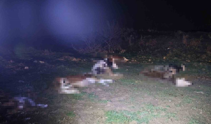 13 cansız hayvan jandarmayı harekete geçirdi