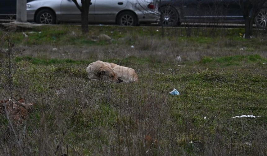 Toplanmayan başıboş köpekler tedirgin ediyor