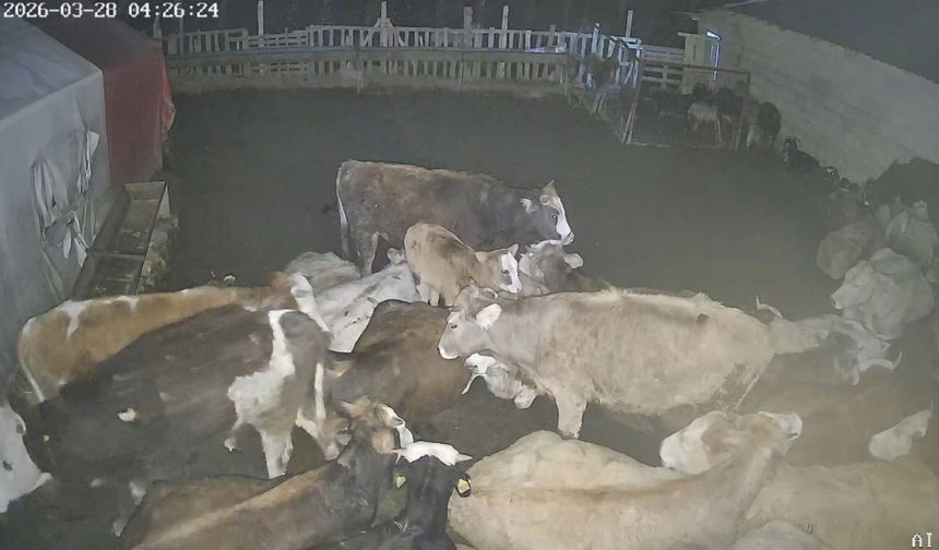 Ankara'daki bir köyde çiftliğe giren kurt sürüsü hayvanları telef etti