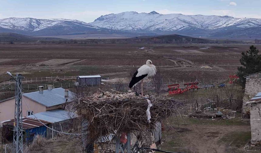 Baharın müjdecileri, asırlardır mesken tuttukları köye döndü
