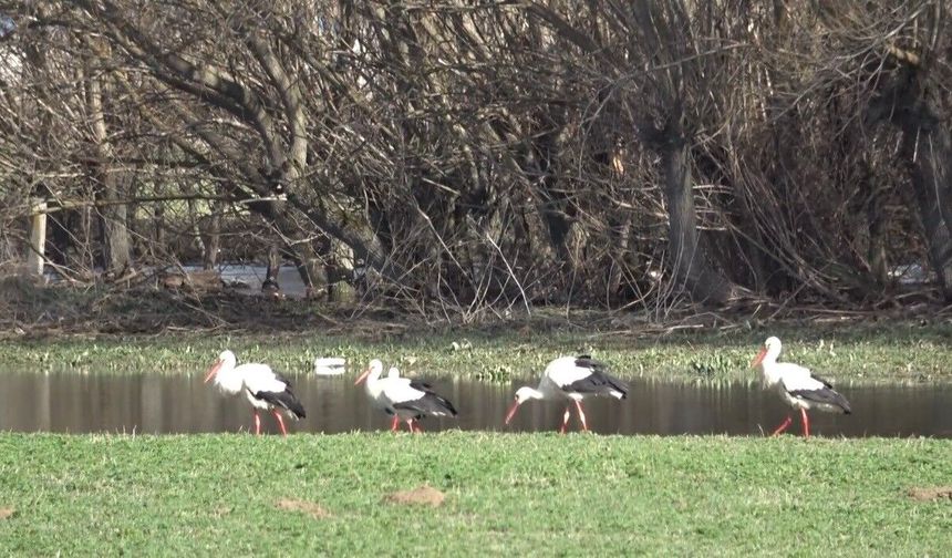 Baharın müjdecisi leylekler görsel şölen oluşturdu