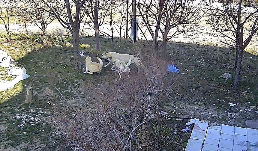 Başıboş köpeklerin kediyi öldürdüğü anlar kameraya yansıdı