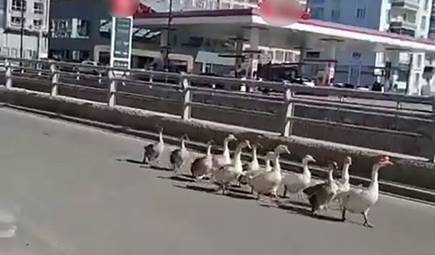 Kazların geçidi böyle görüntülendi