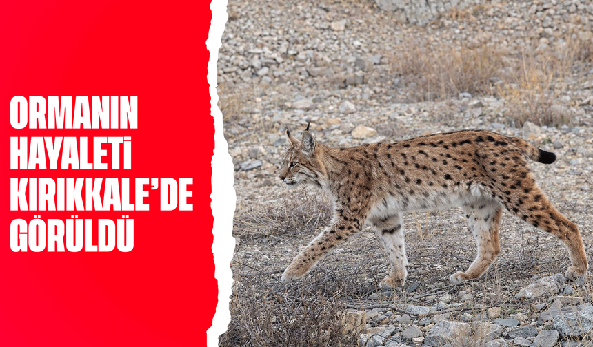 IUCN kırmızı listesinde yer alıyor: 'Ormanın hayaleti' en net haliyle görüntülendi