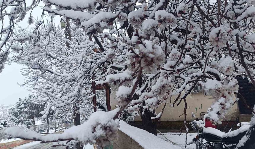 Çiçek açan ağaçlar yağan karla beyaza büründü