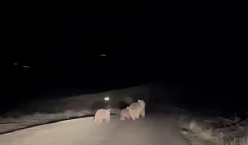 Kış uykusundan uyanan ayı ve yavruları yemek ararken görüntülendi