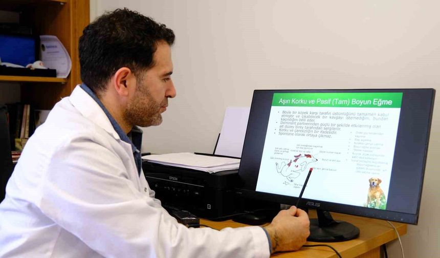 Prof. Dr. Koçkaya: 'Sokak hayvanlarına karşı sorumluluklarımız var'