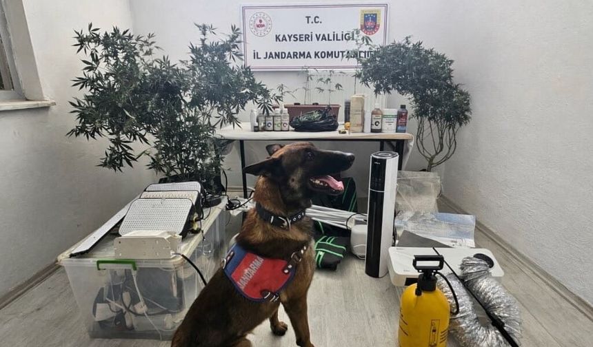 Yasadışı kenevir eken şahıs yakalandı