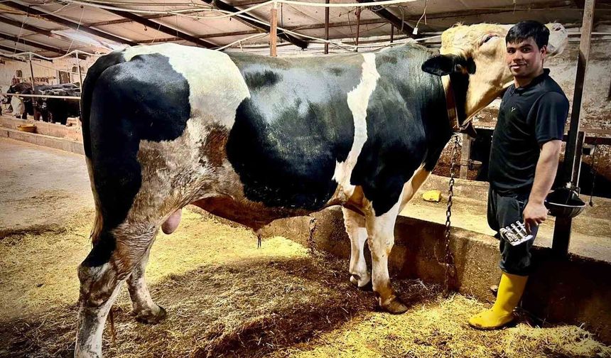 1.2 tonluk dev 'Paşa' 650 bin liraya alıcısını buldu