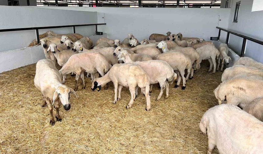 Ankara'da hayvan pazarlarında kurbanlıklar alıcılarını bekliyor