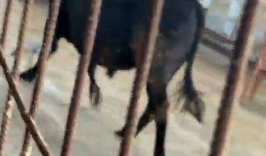 Kaçmaya çalışan kurbanlık dana zor anlar yaşattı