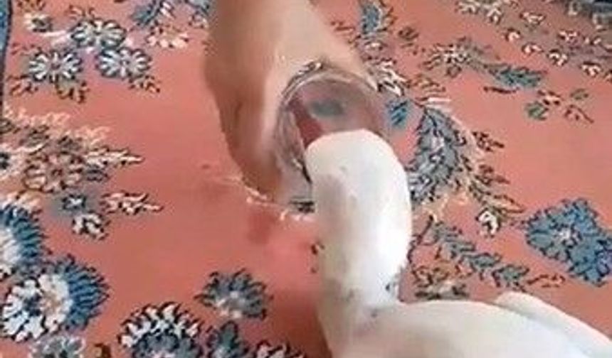 Yaralı leyleğe sahip çıktı