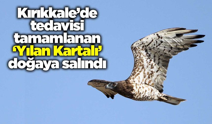 Kırıkkale’de tedavisi tamamlanan ‘Yılan Kartalı’ doğaya salındı