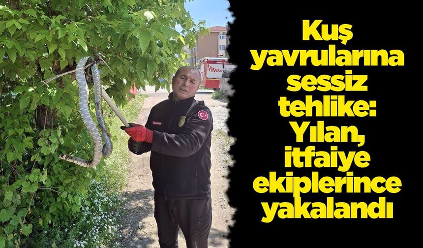 Kuş yavrularına sessiz tehlike: Yılan itfaiye ekiplerince yakalandı