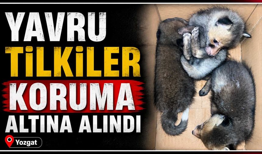 Yavru tilkiler koruma altına alındı