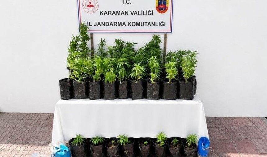 2 bin 802 kök kenevir ele geçirildi