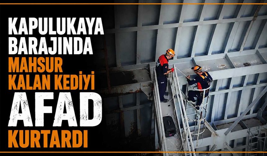 Kapulukaya Barajında mahsur kalan kediyi AFAD kurtardı