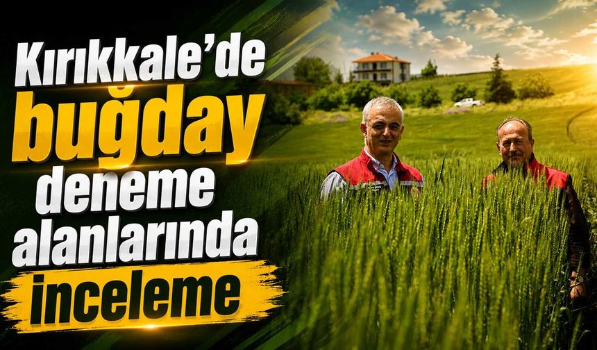 Kırıkkale’de buğday deneme alanlarında inceleme