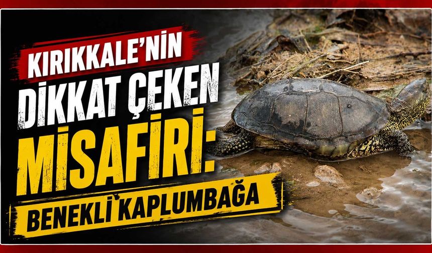 Kırıkkale’nin dikkat çeken misafiri: Benekli Kaplumbağa