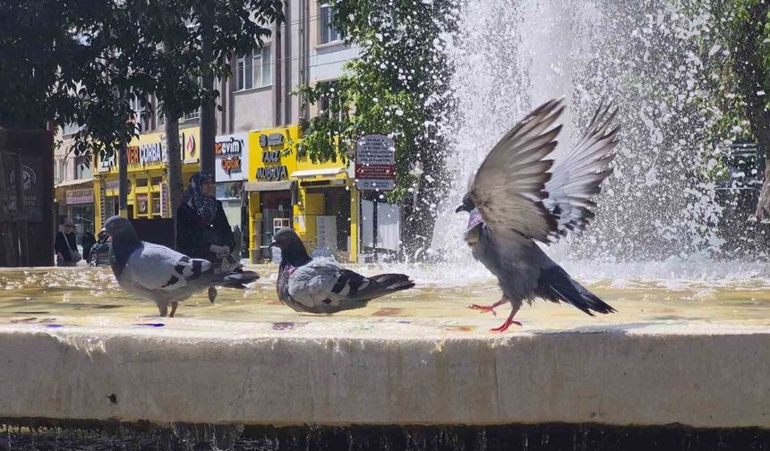 Fıskiyelerin altında kanat çırparak doyasıya serinlediler