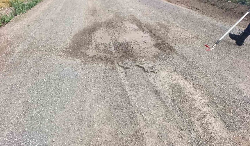 Odun yığınlarının arasına giren yılan itfaiye ekiplerini harekete geçirdi