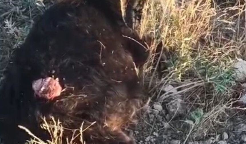 Sokak köpekleri sürüden ayrılan keçiye saldırdı