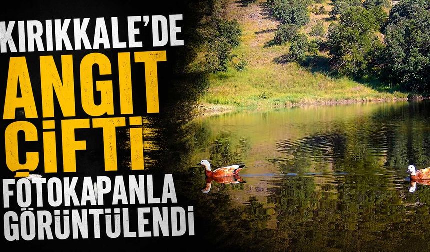 Kırıkkale’de Angıt çifti fotokapanla görüntülendi