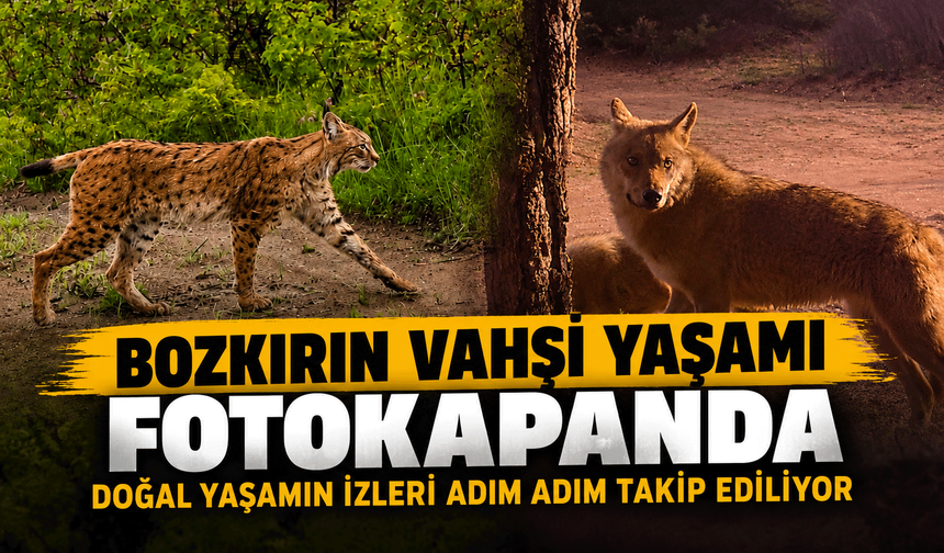 Bozkırın vahşi yaşamı fotokapanda: Doğal yaşamın izleri adım adım takip ediliyor