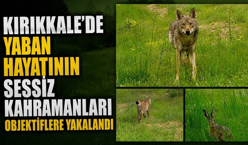 Kırıkkale'de yaban hayatının sessiz kahramanları objektiflere yakalandı