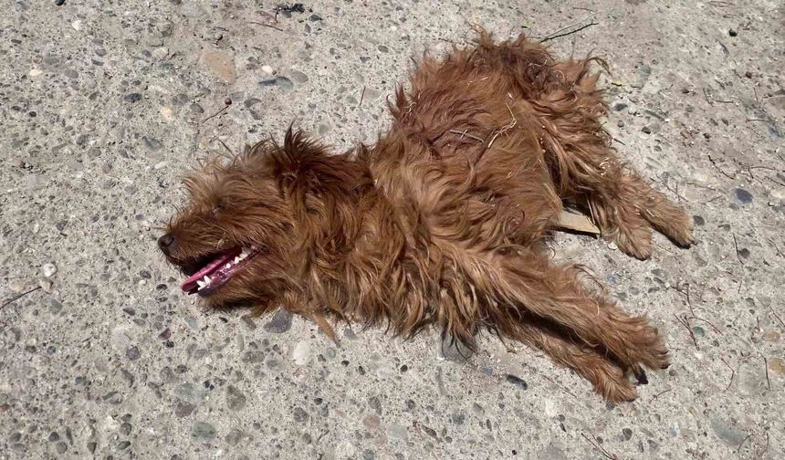 Önce otomobil çarptı sandılar, veterinerde gerçeği öğrendiler