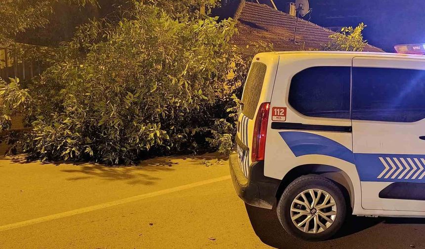 Yola ağaç devrildi