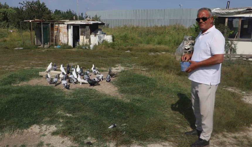 Yüksek sıcaklıklar taklacı güvercinleri de vurdu