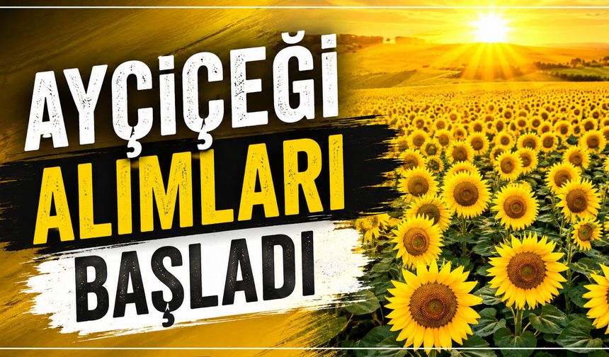 Ayçiçeği alımları başladı