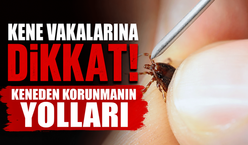 Kene vakalarına dikkat! Keneden korunmanın yolları