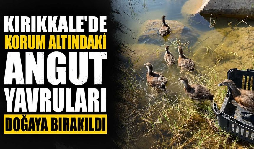 Kırıkkale’de korum altındaki Angut yavruları doğaya bırakıldı