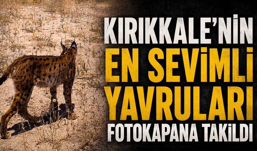 Kırıkkale’nin en sevimli yavruları fotokapana takıldı