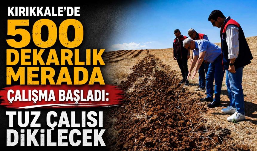 Kırıkkale’de 500 dekarlık merada çalışma başladı: Tuz çalısı dikilecek