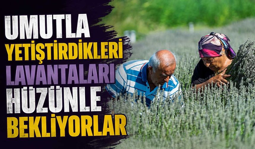 Umutla yetiştirdikleri lavantaları hüzünle bekliyorlar