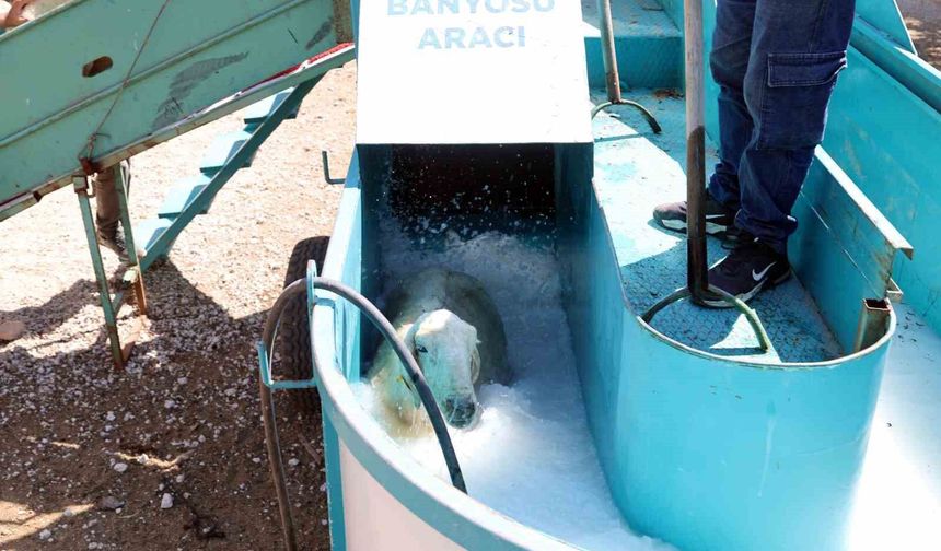 16 bin koyun bu banyodan geçti