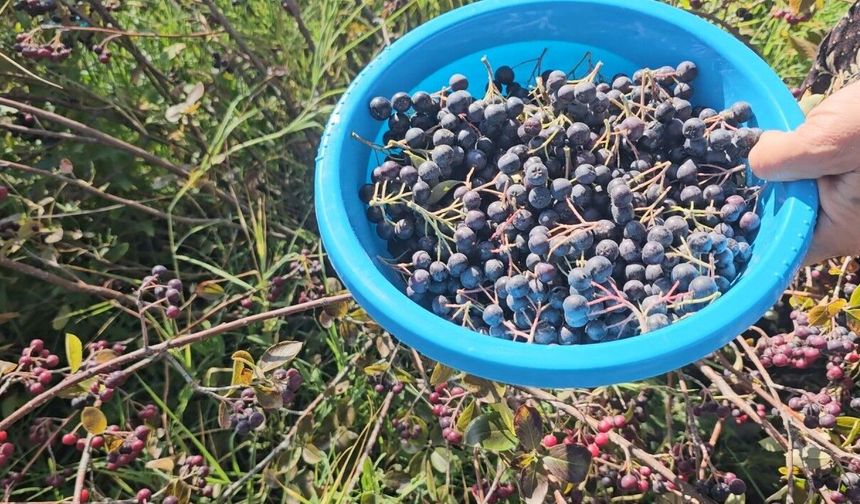 Aronyalar tek tek toplanıyor