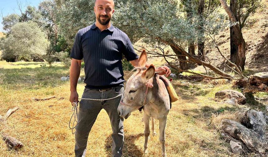 Film gibi olay: Protokol Yolu'na çıkan eşek yediemine çekildi