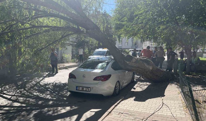 Park halindeki otomobilin üzerine ağaç devrildi