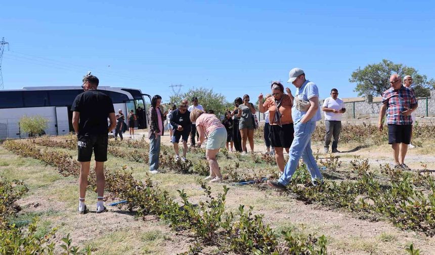 Turistler 'aronya' hasadı yaptı