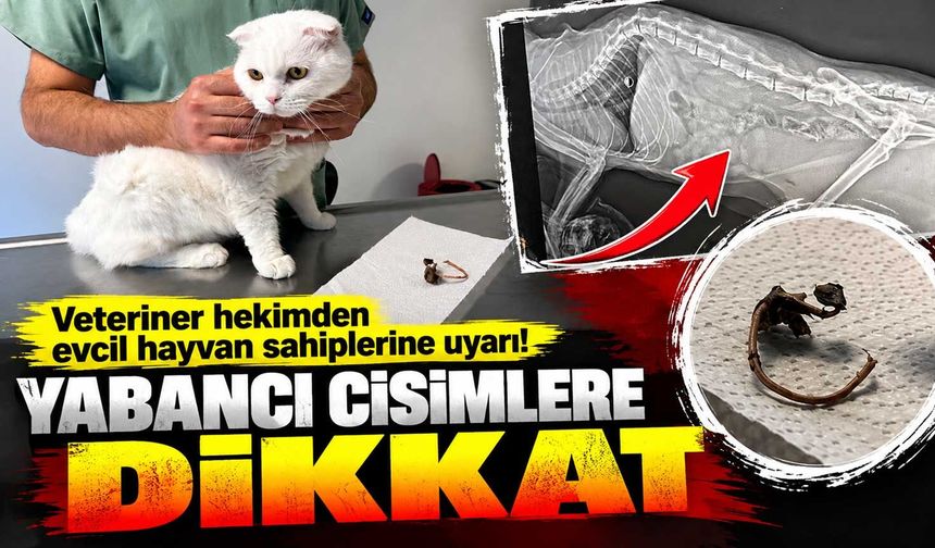 Veteriner hekimden evcil hayvan sahiplerine uyarı! Yabancı cisimlere dikkat