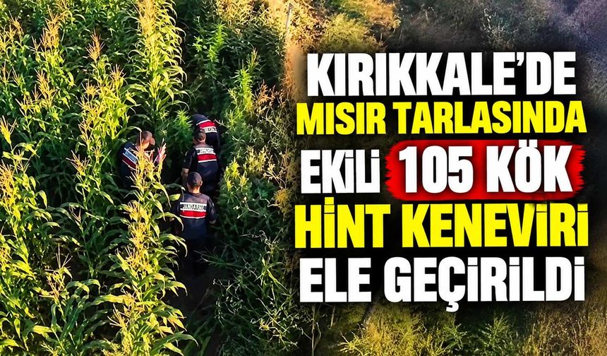 Kırıkkale’de mısır tarlasında ekili 105 kök Hint keneviri ele geçirildi