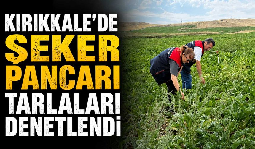 Kırıkkale’de şeker pancarı tarlaları denetlendi