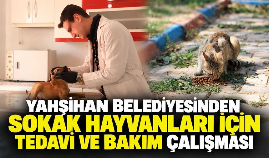 Yahşihan Belediyesinden sokak hayvanları için tedavi ve bakım çalışması