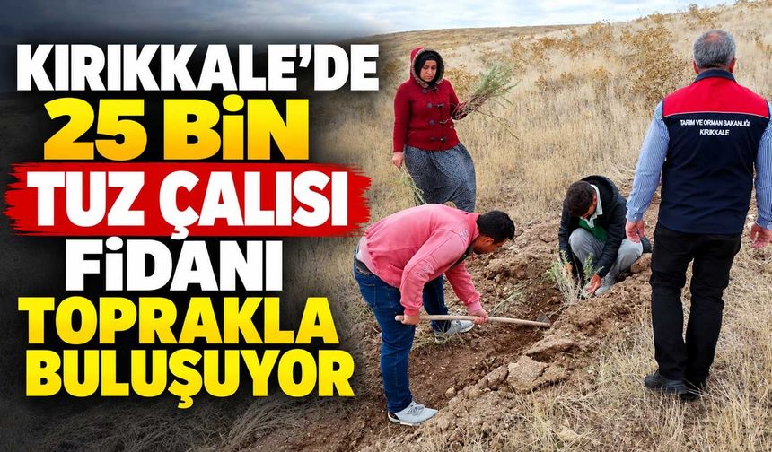 Kırıkkale’de 25 bin Tuz Çalısı fidanı toprakla buluşuyor